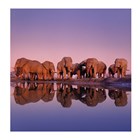blanco kaart olifanten reflectie